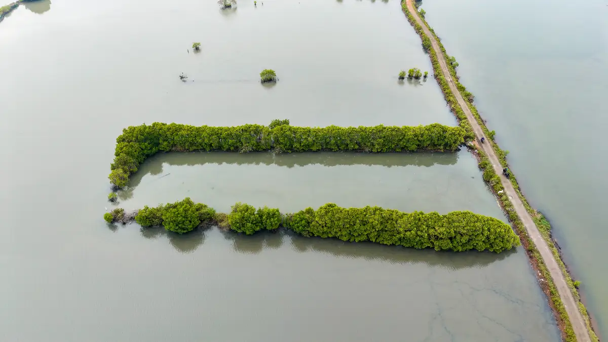 Backwater mangroves Kumbalangi Village 2026