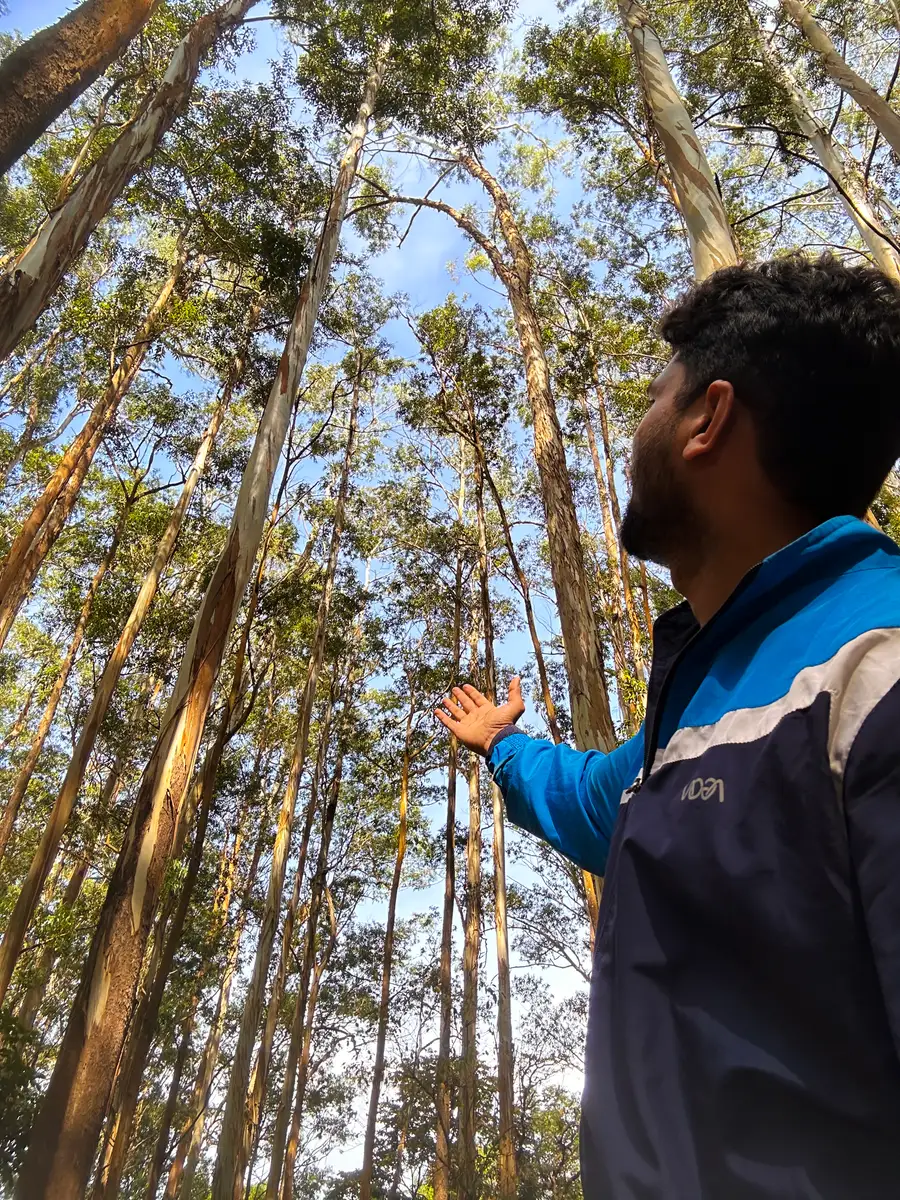 Eucalyptus Forest Ooty