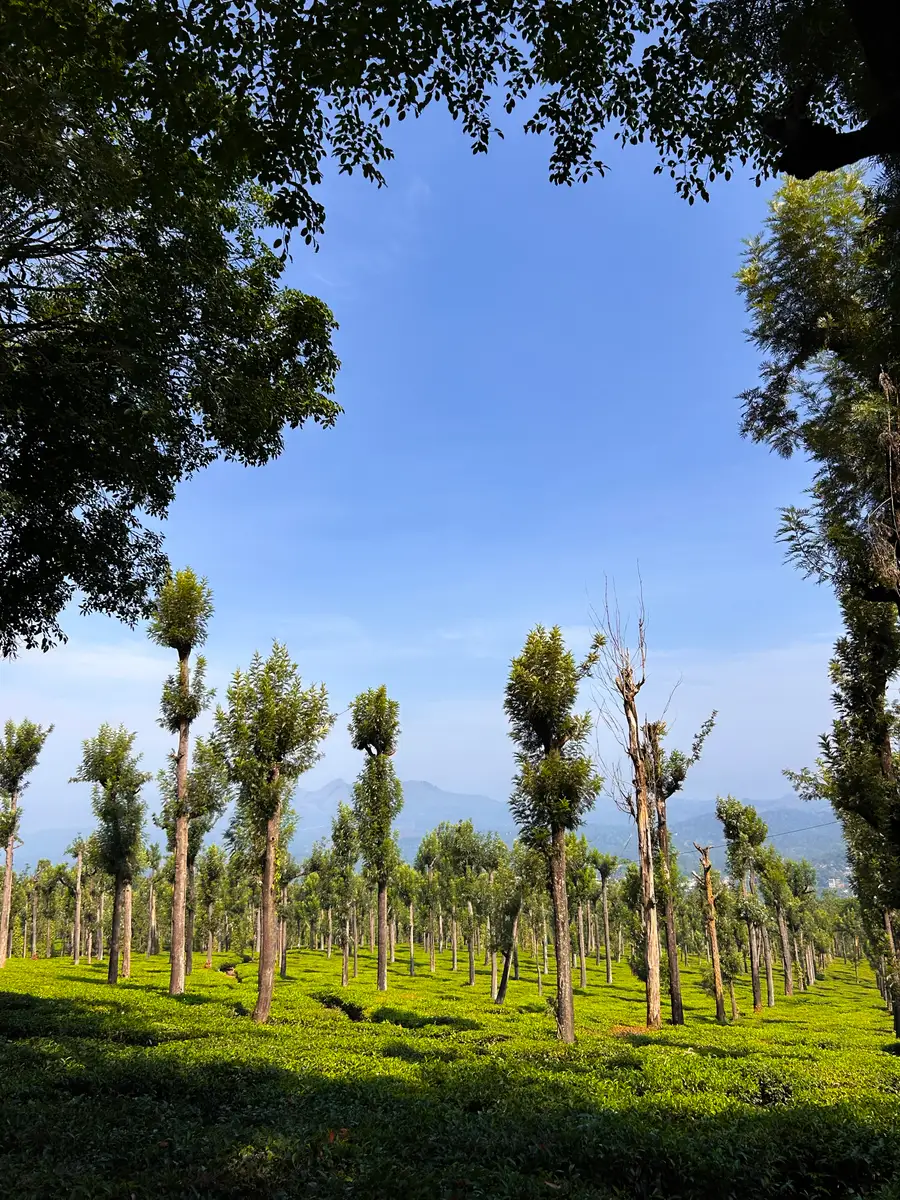 Pine trees Ooty road